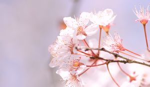 Preview wallpaper sakura, spring, flowers, petals, branch, blur