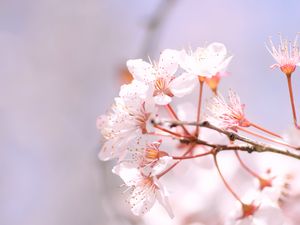 Preview wallpaper sakura, spring, flowers, petals, branch, blur