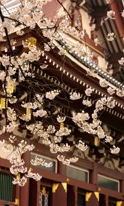 Preview wallpaper sakura, temple, pagoda, japan, spring