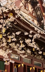 Preview wallpaper sakura, temple, pagoda, japan, spring