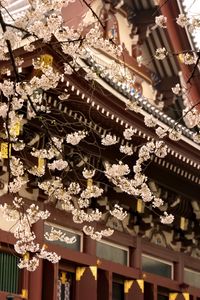 Preview wallpaper sakura, temple, pagoda, japan, spring