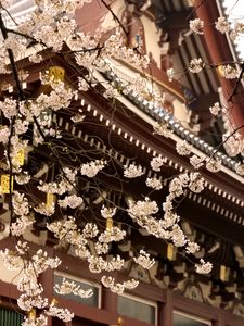 Preview wallpaper sakura, temple, pagoda, japan, spring