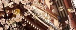 Preview wallpaper sakura, temple, pagoda, japan, spring