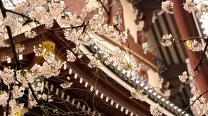 Preview wallpaper sakura, temple, pagoda, japan, spring