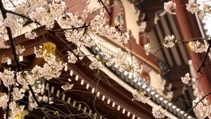 Preview wallpaper sakura, temple, pagoda, japan, spring