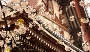 Preview wallpaper sakura, temple, pagoda, japan, spring