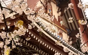 Preview wallpaper sakura, temple, pagoda, japan, spring