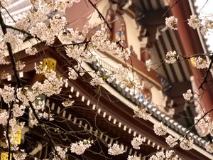 Preview wallpaper sakura, temple, pagoda, japan, spring