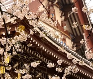 Preview wallpaper sakura, temple, pagoda, japan, spring