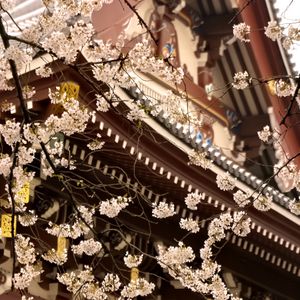 Preview wallpaper sakura, temple, pagoda, japan, spring