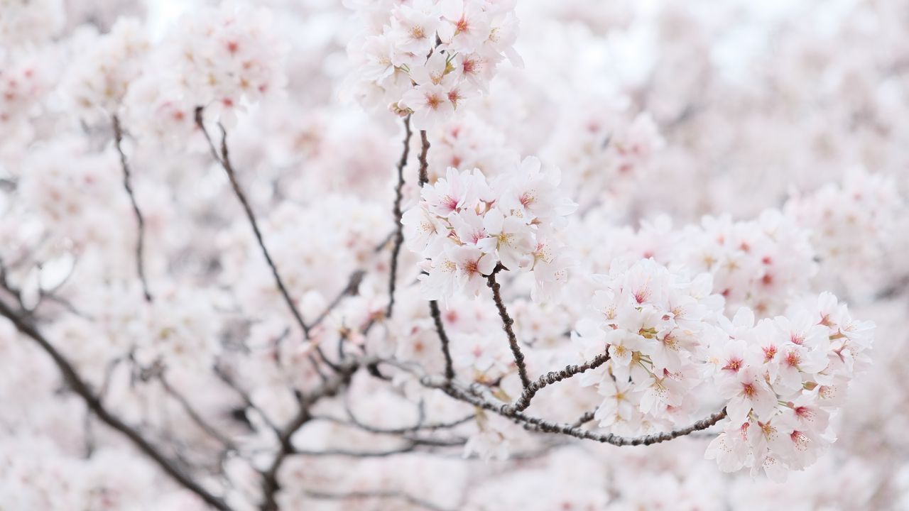 Wallpaper sakura, tree, branches, flowers, petals, spring, white