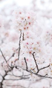 Preview wallpaper sakura, tree, branches, flowers, petals, spring, white