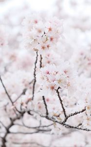 Preview wallpaper sakura, tree, branches, flowers, petals, spring, white