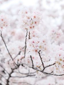 Preview wallpaper sakura, tree, branches, flowers, petals, spring, white