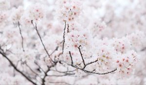 Preview wallpaper sakura, tree, branches, flowers, petals, spring, white