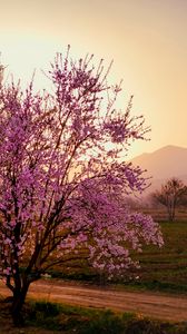 Preview wallpaper sakura, tree, flowers, field, mountains, landscape