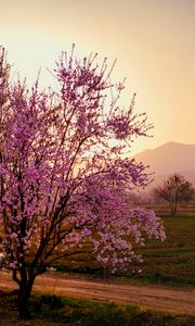 Preview wallpaper sakura, tree, flowers, field, mountains, landscape