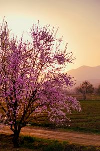 Preview wallpaper sakura, tree, flowers, field, mountains, landscape