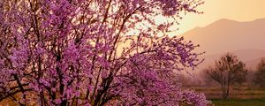 Preview wallpaper sakura, tree, flowers, field, mountains, landscape