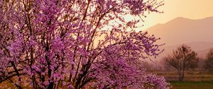 Preview wallpaper sakura, tree, flowers, field, mountains, landscape