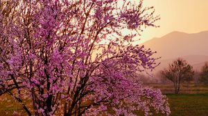 Preview wallpaper sakura, tree, flowers, field, mountains, landscape