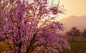 Preview wallpaper sakura, tree, flowers, field, mountains, landscape