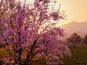 Preview wallpaper sakura, tree, flowers, field, mountains, landscape