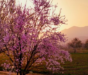 Preview wallpaper sakura, tree, flowers, field, mountains, landscape