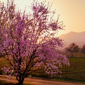 Preview wallpaper sakura, tree, flowers, field, mountains, landscape