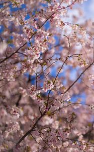 Preview wallpaper sakura, tree, flowers, bloom, pink, spring