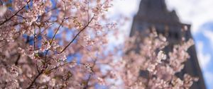 Preview wallpaper sakura, tree, flowers, bloom, pink, spring