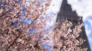Preview wallpaper sakura, tree, flowers, bloom, pink, spring