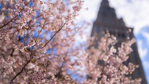 Preview wallpaper sakura, tree, flowers, bloom, pink, spring