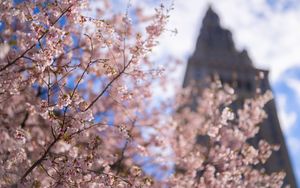 Preview wallpaper sakura, tree, flowers, bloom, pink, spring