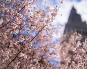 Preview wallpaper sakura, tree, flowers, bloom, pink, spring