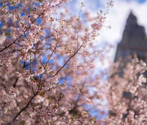 Preview wallpaper sakura, tree, flowers, bloom, pink, spring