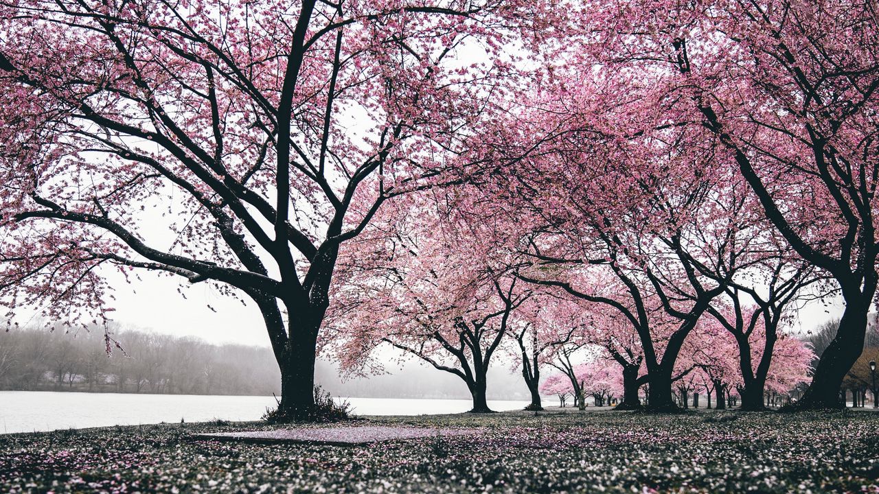 Wallpaper sakura, trees, flowering, flowers, blooming