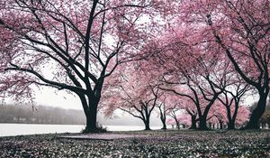 Preview wallpaper sakura, trees, flowering, flowers, blooming