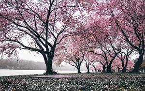 Preview wallpaper sakura, trees, flowering, flowers, blooming