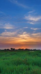 Preview wallpaper salicornia, field, sunset, horizon, grass, sky, clouds