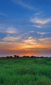 Preview wallpaper salicornia, field, sunset, horizon, grass, sky, clouds