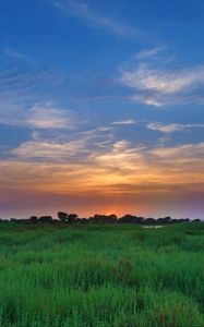 Preview wallpaper salicornia, field, sunset, horizon, grass, sky, clouds