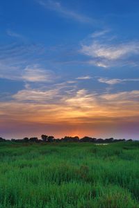 Preview wallpaper salicornia, field, sunset, horizon, grass, sky, clouds