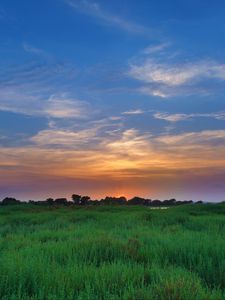 Preview wallpaper salicornia, field, sunset, horizon, grass, sky, clouds