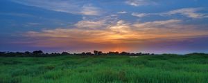 Preview wallpaper salicornia, field, sunset, horizon, grass, sky, clouds