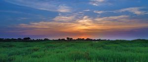 Preview wallpaper salicornia, field, sunset, horizon, grass, sky, clouds