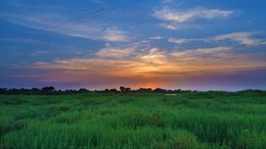 Preview wallpaper salicornia, field, sunset, horizon, grass, sky, clouds