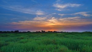 Preview wallpaper salicornia, field, sunset, horizon, grass, sky, clouds