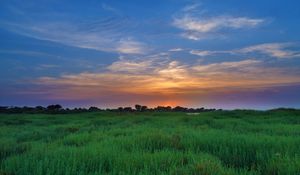 Preview wallpaper salicornia, field, sunset, horizon, grass, sky, clouds