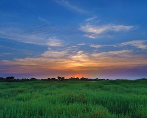 Preview wallpaper salicornia, field, sunset, horizon, grass, sky, clouds